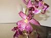 Beallara Marfitch 'Howard's Dream' AM/AOS-beallara-marfitch-howards-dream-jpg