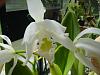 todays quickie bloomers....-gaskilliana-var-alba-2-jpg