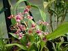 todays quickie bloomers....-ghouse-005-jpg