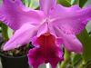 todays quickie bloomers....-ghouse-009-jpg