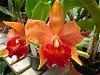 todays quickie bloomers....-silk-road-sunrise-jpg