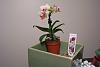 Quick Question: Going shopping for my new Phal!-orchid_003-jpg