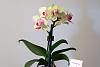 Quick Question: Going shopping for my new Phal!-orchid_004-jpg