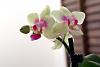 First-timer, question on names!-orchid_005-jpg