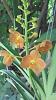 The Orchids are loving this weather!-orangevanda-jpg