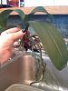 Help for a sick phal - only has aerial roots left-photo-2-jpg