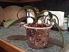 Help for a sick phal - only has aerial roots left-photo-3-jpg