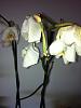 phal withering after 30 minute drive!-4-jpg