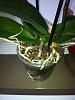 phal withering after 30 minute drive!-3-jpg