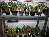 expanded collection of neofinetia-2011-08-14-01-16-30-jpg