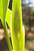 Eria carinata-eria_carinata_100407_2-jpg