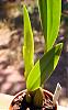 Eria carinata-eria_carinata_100607_3-jpg