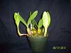 Bulbophyllum maximum-100_6364-jpg