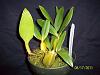 Bulbophyllum maximum-100_6370-jpg