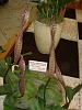 Bulbophyllum maximum-1247404389-jpg