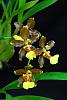 Bulbophyllum maximum-5356561206_b77207d29f-jpg