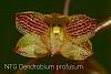 Dendrobium profusum-img_2950-jpg