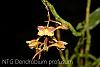 Dendrobium profusum-img_2949-jpg