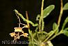 Dendrobium profusum-img_2944-jpg