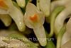 Dendrobium bursigerum white color form-img_2908a-jpg