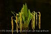 Dendrochilum latifolium var macranthum-img_3134-jpg