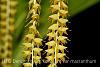 Dendrochilum latifolium var macranthum-img_3138-jpg