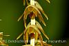 Dendrochilum latifolium var macranthum-img_3148-jpg