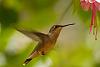The Hummingbird Thread / Hummingbird Film-dsc_0432-jpg
