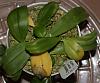 Phal compot with yellowing leaves-015-jpg