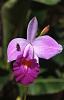 Help identifying Peru orchid-orchidandbee-jpg