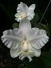 Cattleya x dolosa alba-resized-img_0670-jpg