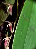 Autumn colors in my orchidarium-p1460315-jpg