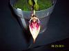 Bulbophyllum Fascinator in Bloom!-100_6529-jpg
