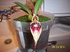Bulbophyllum Fascinator in Bloom!-100_6539-jpg