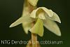 Dendrochilum cobbianum-img_4397-jpg
