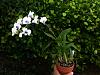 Dendrobium Dang Yai pics-img_0813-jpg