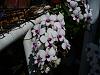 Dendrobium Dang Yai pics-den-chao-praya-jpg