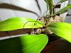Are my coelogynes sick? (yellowed leaf and yellow/brown spot)-coelflac1-jpg