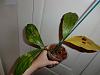 Are my coelogynes sick? (yellowed leaf and yellow/brown spot)-coelruch3-jpg
