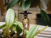 Bulbophyllum lasiochilum (dark variety)-bulb-lasiochilum-dark-variety-4-jpg