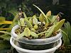 Bulbophyllum lasiochilum (dark variety)-bulb-lasiochilum-dark-variety-5-jpg