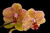 Picture of your noid phals-_dsc5620-jpg