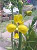 Eulophia speciosa = the accidental success-05102011620-750x1000-jpg