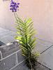 Vanda plant care-mokara-chao-praya-boy-blue-jpg