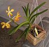 Vanda plant care-01mokara-chark-kuan-gold-basket-dry-jpg