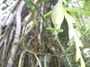 NoID No Mas (Epidendrum Nitens?)-epidendrum-nitens-sam_0783-jpg