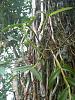 NoID No Mas (Epidendrum Nitens?)-epidendrum-nitens-sam_0786-jpg