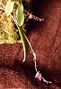 Lepanopsis Michelle-lepanopsis-michelle-jpg