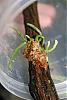 Polyrrhiza lindenii -Ghost Orchid Winter Project-polyrrhiza_lindenii_101907-jpg