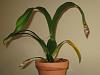 Diagnosing  my first orchid with yellow on leaves and brown tips-img_0399-jpg